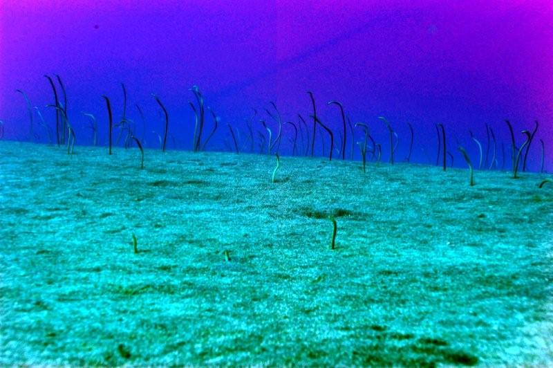 garden eels